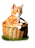 Pet