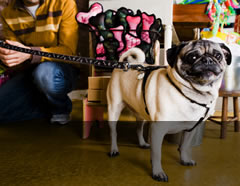 Pet Shop