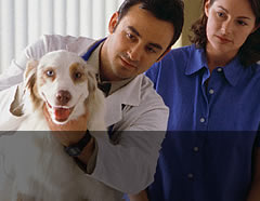 Pet