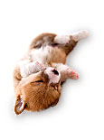 Pet